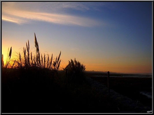 Coucher du soleil sur les roseaux