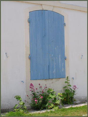 Fenêtre aux volets bleus fermés et valérianes à Talmont-sur-Gironde (Charente-Maritime)