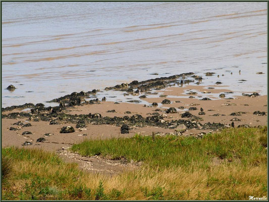 En bordure de La Gironde à Talmont-sur-Gironde (Charente-Maritime)