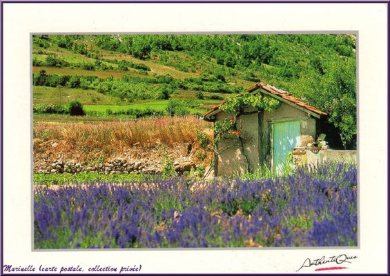 Cabanon dans un champ de lavande (carte postale, collection privée) 