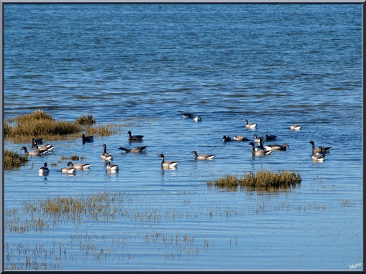 Bernaches en bout du port