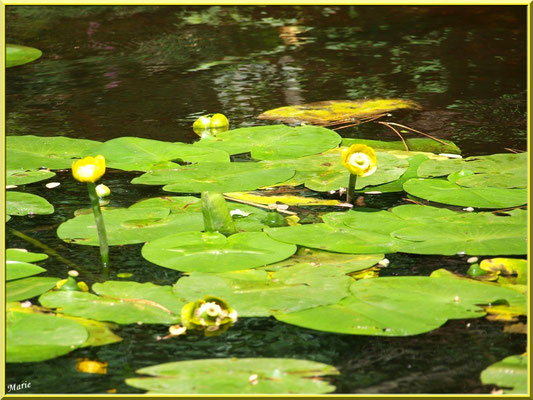 Nénuphars jaunes sur le Canal des Landes au Parc de la Chêneraie à Gujan-Mestras (Bassin d'Arcachon)