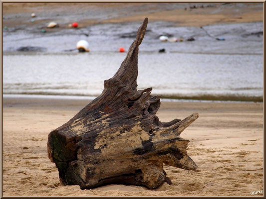 Tronc bois lavé sur la plage
