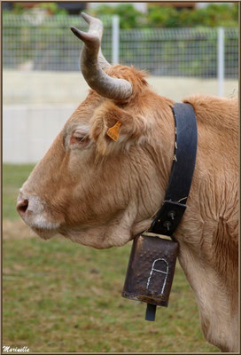 Belle vache de la Vallée d'Ossau, Fête au Fromage, Hera deu Hromatge, à Laruns en Vallée d'Ossau (64)