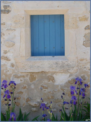 Petite fenêtre au volet bleu et aux iris à Talmont-sur-Gironde (Charente-Maritime)