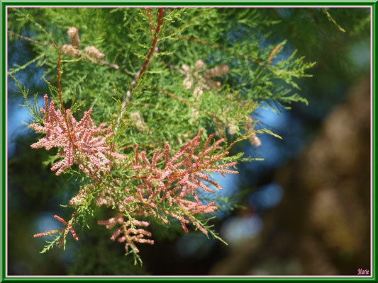 Tamaris en fleurs