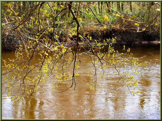 Branches d'aulne et jeunes pousses avec reflets en bordure de La Leyre, Sentier du Littoral au lieu-dit Lamothe, Le Teich, Bassin d'Arcachon (33) 