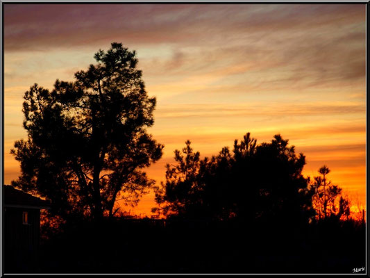 Coucher de soleil sur pins et cabane 