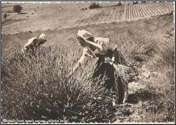 Cueillette de la lavande (carte postale ancienne, collection privée) 