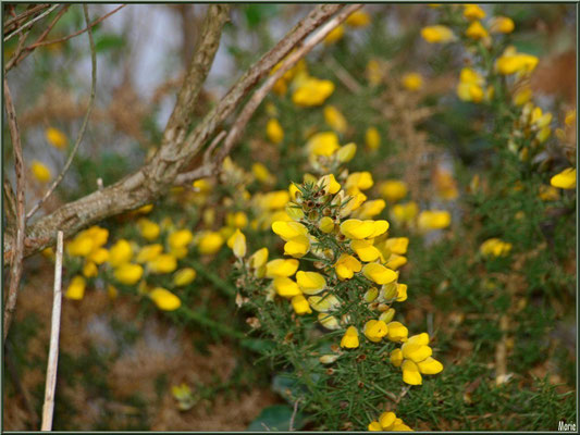 Ajonc en fleurs en bordure du Sentier du Littoral, secteur Moulin de Cantarrane, Bassin d'Arcachon