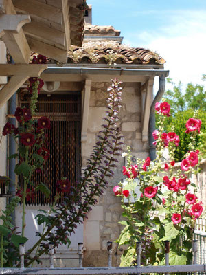 Maison aux valérianes dans une ruelle à Talmont-sur-Gironde (Charente-Maritime) 