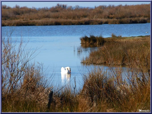 Cygne dans un réservoir sur le Sentier du Littoral, secteur Moulin de Cantarrane, Bassin d'Arcachon