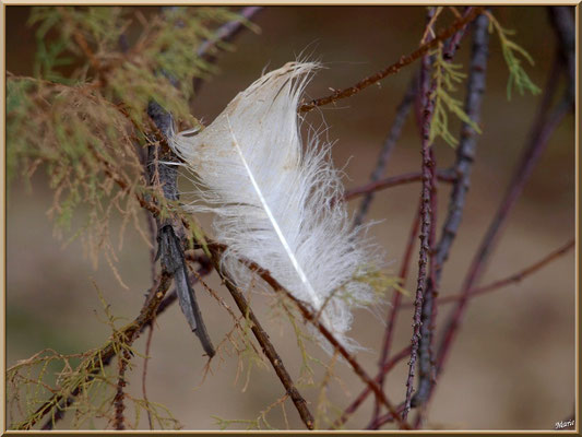 Plume prisonnière dans un tamaris