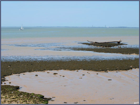 Bois flotté en bordure de La Gironde à Talmont-sur-Gironde (Charente-Maritime)