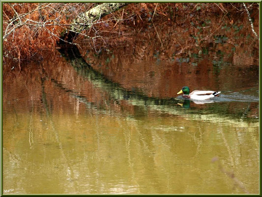Canard Colvert et reflets au fil du Canal des Landes au Parc de la Chêneraie à Gujan-Mestras (Bassin d'Arcachon)