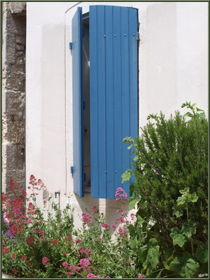 Fenêtre aux volets bleus entrecroisés et valérianes à Talmont-sur-Gironde (Charente-Maritime)