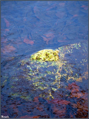 Pierres et reflets dans le Canal des Landes au Parc de la Chêneraie à Gujan-Mestras (Bassin d'Arcachon)