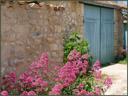 Porte aux volets bleus et valérianes à Talmont-sur-Gironde (Charente-Maritime) 