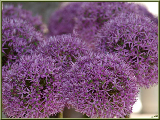 Marché de Provence, samedi matin à Arles (13), étal de fleurs