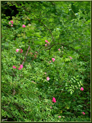 Rosier Pompon sauvage, flore Bassin d'Arcachon (33)