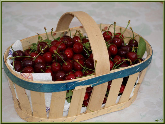 Marché de Provence, mercredi matin à Saint-Rémy-de-Provence, Alpilles (13), panier de cerises