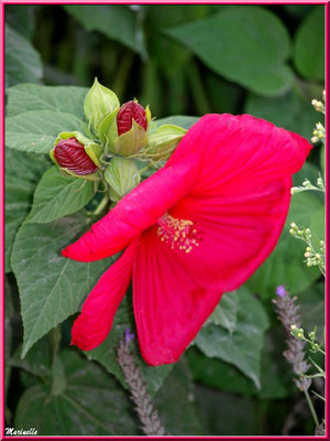 Hibiscus moscheutos rouge (hibiscus géant) parmi de la lavande 