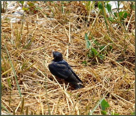 Bébé hirondelle au bord d'un quai 