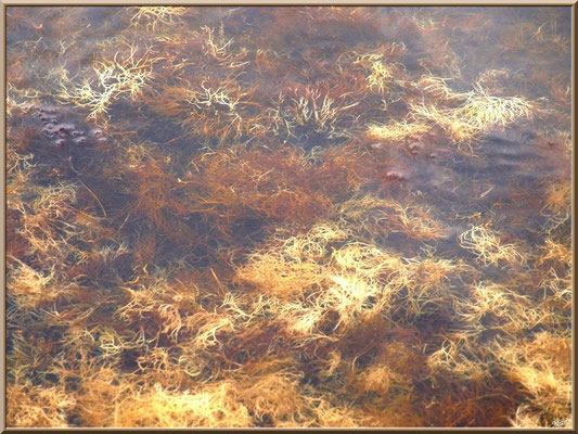 Algues, tels des cheveux d'or, dans un réservoir sur le Sentier du Littoral, secteur Moulin de Cantarrane, Bassin d'Arcachon