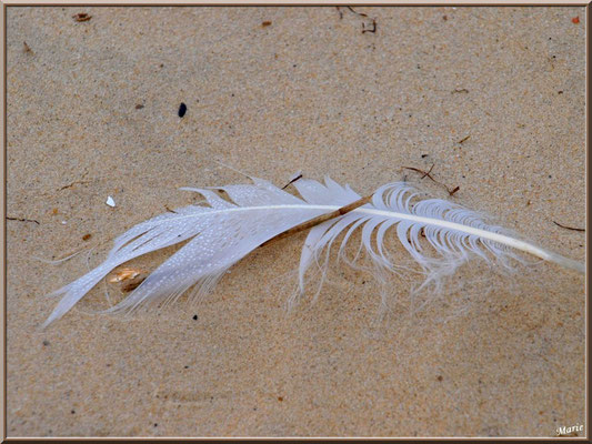 Plume sur le sable