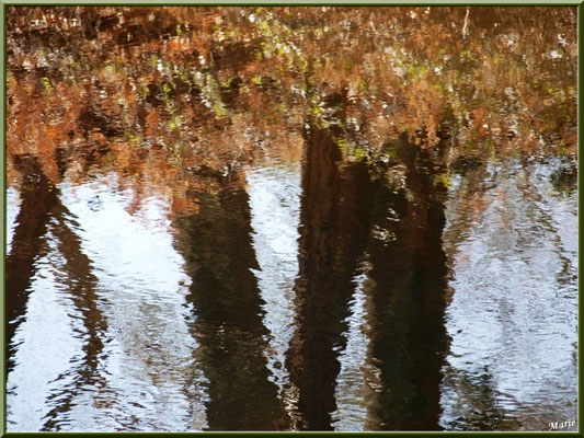 Reflets sur le Canal des Landes au Parc de la Chêneraie, en automne, Gujan-Mestras (Bassin d'Arcachon)