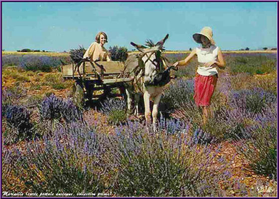 Charette et petit âne dans un champ de lavande (carte postale ancienne, collection privée) 