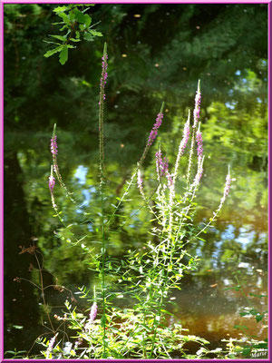 Salicaires Communes ou Herbes aux Coliques en bordure du Canal des Landes au Parc de la Chêneraie à Gujan-Mestras (Bassin d'Arcachon)