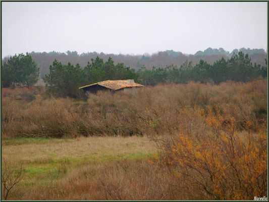 Cabane au milieu d'un des réservoirs sur le Sentier du Littoral, secteur Moulin de Cantarrane, Bassin d'Arcachon (ancienne maison d'un garde chasse-pêche ou éclusier) 