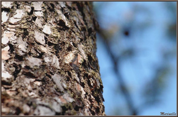 Cigale en tenue de camouflage sur le tronc d'un pin, en forêt sur le Bassin d'Arcachon (33)