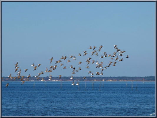 Alouettes de mer en vol à la sortie du port