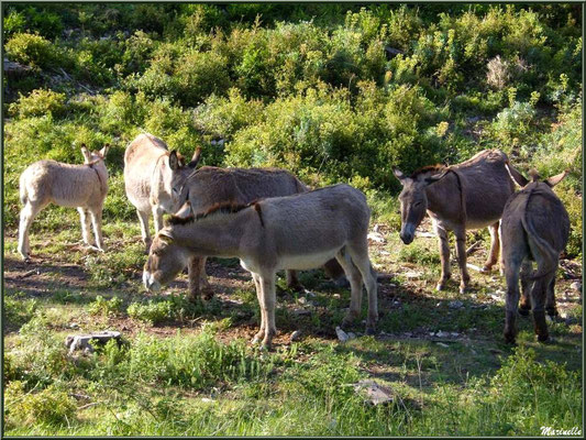Petits ânes dans la garrigue des Alpilles (Bouches du Rhône)