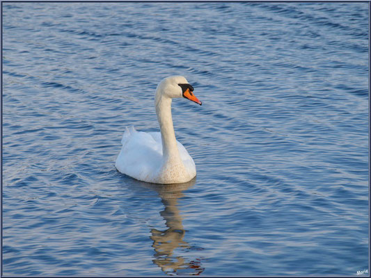 Cygne dans un réservoir sur le Sentier du Littoral, secteur Moulin de Cantarrane, Bassin d'Arcachon