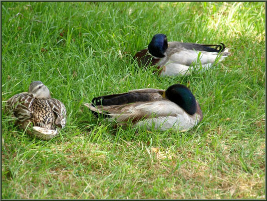 Madame et Messieurs canards Colvert faisant la sieste à Talmont-sur-Gironde (Charente-Maritime)