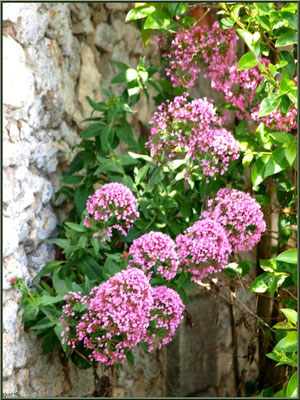 Valérianes au détour d'une ruelle à Talmont-sur-Gironde (Charente-Maritime) 