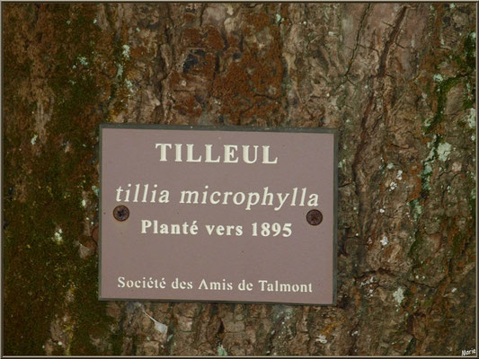 Panneau sur tilleul planté vers 1895 sur placette de la Mairie à Talmont-sur-Gironde (Charente-Maritime)