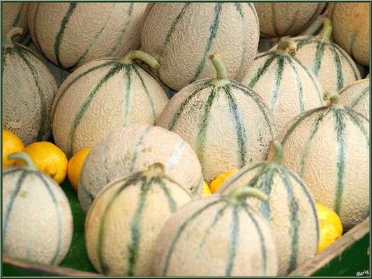 Marché de Provence, mardi matin à Vaison-la-Romaine, Haut Vaucluse (84), étal de melons