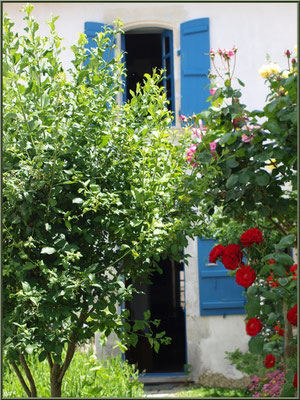 Maison et son allée fleurie à Talmont-sur-Gironde (Charente-Maritime) 