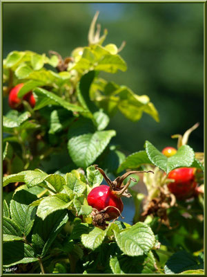 Cynorhodon ou Cynorrhodon ou Gratte-cul, fruit de l'Eglantier ou Rosier Sauvage, flore sur le Bassin d'Arcachon (33)