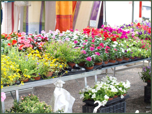 Marché de Provence, mardi matin à Vaison-la-Romaine, Haut Vaucluse (84), étal de fleurs