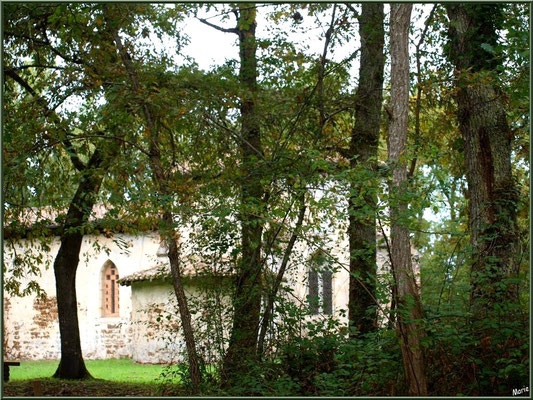 Eglise St Michel du Vieux Lugo à Lugos (Gironde) : façade Sud et le choeur derrière les chênes