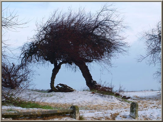 Plage et tamaris en habit neigeux (février 2012)