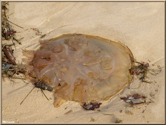 Méduse échouée sur la plage Péreire à Arcachon, Bassin d'Arcachon (33)