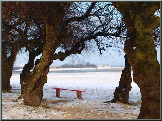 Plage et tamaris en habit neigeux (février 2012)