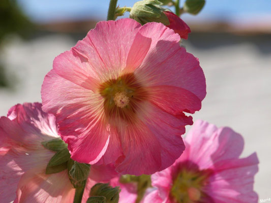 Roses trémières dans une ruelle à Talmont-sur-Gironde (Charente-Maritime) 