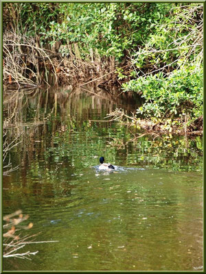 Canard Colvert au fil du Canal des Landes au Parc de la Chêneraie à Gujan-Mestras (Bassin d'Arcachon)